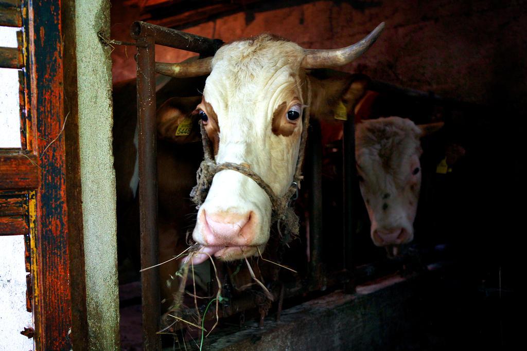 Il Raduno Alojamento de Turismo Rural *